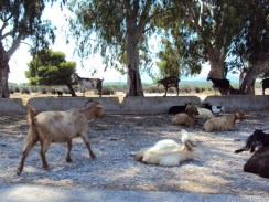 Tiewelt in Griechenland: Alles vertreten