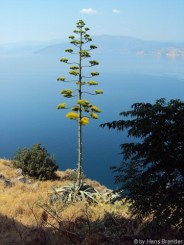 Blütenpflanze für Andrea